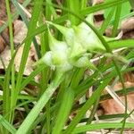 Carex intumescens Feuille