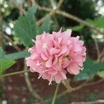 Dombeya acutangula ফুল