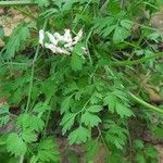 Fumaria capreolata Flower