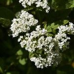 Stevia ovata Flor