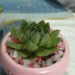 Sempervivum calcareum Лист