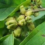 Hamamelis virginiana Fruit