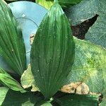 Calanthe triplicata Leaf