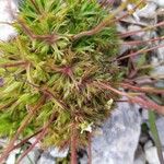 Saxifraga fragosoi Yaprak