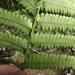 Thelypteris decussata Diğer