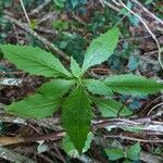 Erechtites hieraciifolius Leaf