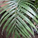 Ravenea rivularis Leaf