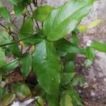 Gnetum africanum Leaf