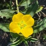 Ludwigia peruviana Кветка