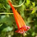 Manettia cordifolia Blomst