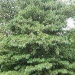 Pinus monticola অভ্যাস