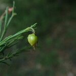 Fumana ericoides Fruit