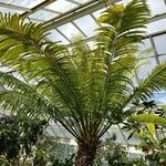 Cycas circinalis Tervik taim