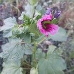 Malope trifida Blomst