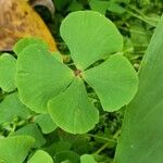 Marsilea hirsuta Blad