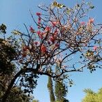 Erythrina abyssinica Цвят