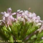 Centranthus macrosiphon Blüte