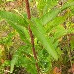 Oenothera × fallax Leaf