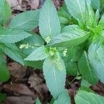 Mercurialis annua Leaf