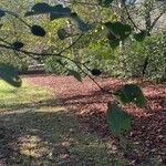 Alnus cordata Leaf