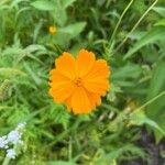 Cosmos sulphureus Blüte