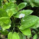 Echinodorus cordifolius Floare