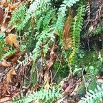 Polypodium vulgareFoglia