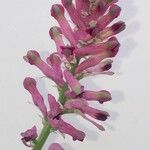 Fumaria densiflora Blüte
