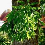 Fraxinus angustifolia Other