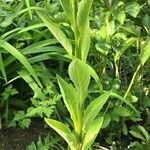 Digitalis thapsi 形态