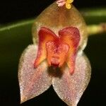 Lepanthes cremersii Цвят