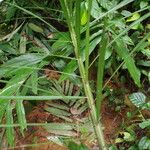 Raphia textilis Hoja