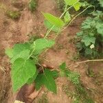 Passiflora foetida Leaf