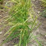 Oryza sativa Листок