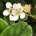 Cotoneaster dammeri Virág