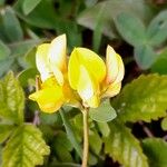 Lotus corniculatus Flors