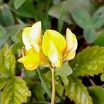 Lotus corniculatus Flower