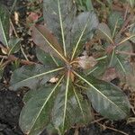 Terminalia neotaliala Leaf