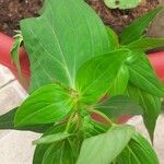 Spigelia anthelmia Blad