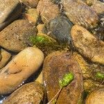 Myriophyllum quitense Hostoa