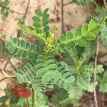 Senna auriculata Folio