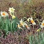 Narcissus × medioluteus Habitat