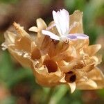 Petrorhagia prolifera Blomma