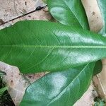 Ficus callosa Leaf