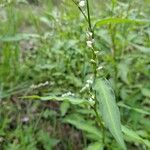 Persicaria hydropiper Hábitos