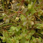 Radiola linoides Vivejo