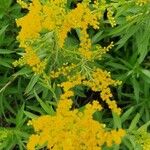 Solidago giganteaFlower