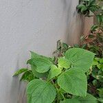 Tithonia rotundifolia Leaf