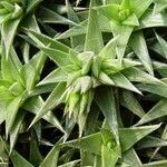 Deuterocohnia brevifolia Leaf