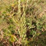 Agrostis stolonifera Flower